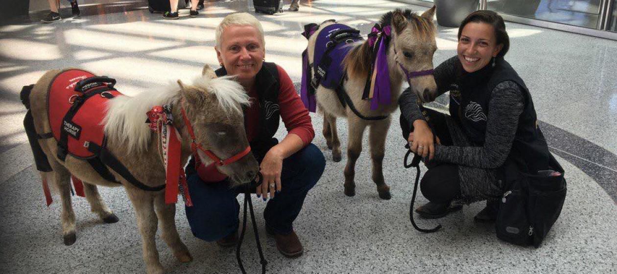 Ponies at airport